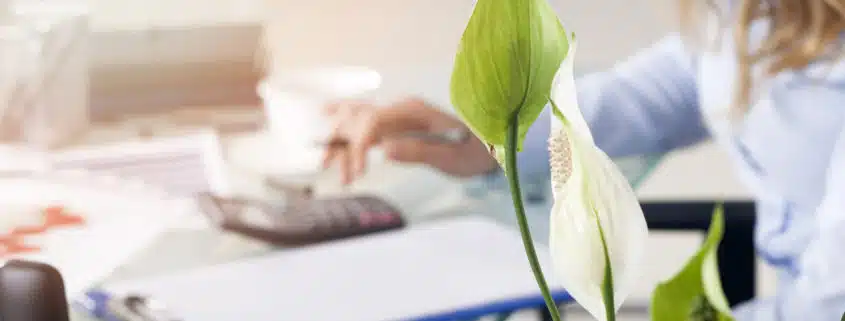 Misconceptions About Tax Lawyers